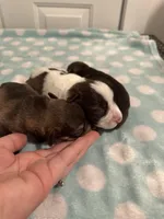 Abigail, a female Miniature Schnauzer for sale in Comer, GA – Photo 4 of 4