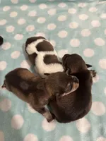 Abigail, a female Miniature Schnauzer for sale in Comer, GA – Photo 2 of 4