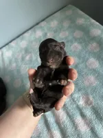 Lily, a female Miniature Schnauzer for sale in Comer, GA – Photo 2 of 2