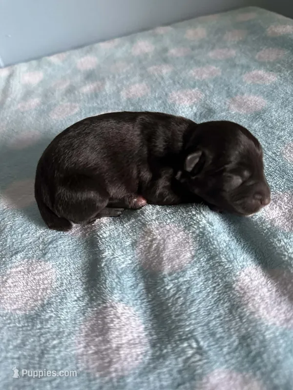 Lily – Miniature Schnauzer puppy for sale in Comer, GA