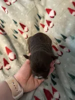 Marco, a male Miniature Schnauzer for sale in Comer, GA – 2 of 3