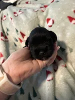 Terri, a female Miniature Schnauzer for sale in Comer, GA – 2 of 3