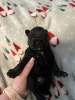 Terri, a female Miniature Schnauzer for sale in Comer, GA – 1 of 3