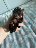 Axel, a male Miniature Schnauzer for sale in Comer, GA – Photo 2 of 2