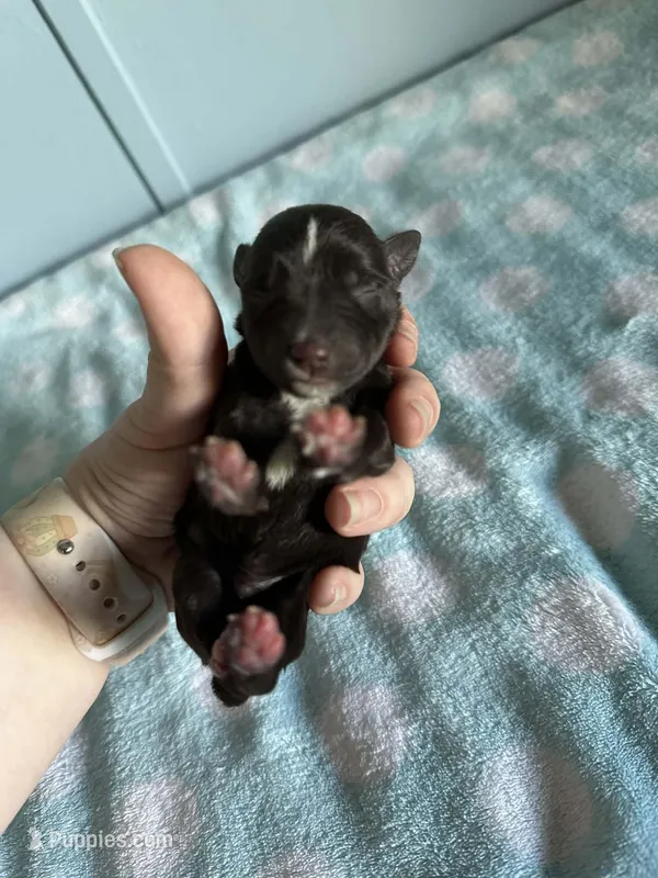 Axel – Miniature Schnauzer puppy for sale in Comer, GA