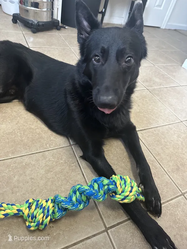 Diesel – German Shepherd Dog puppy for sale in Comer, GA