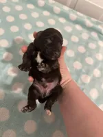 Champ, a male Miniature Schnauzer for sale in Comer, GA – Photo 2 of 3