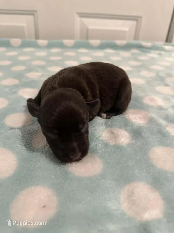 Champ – Miniature Schnauzer puppy for sale in Comer, GA