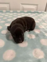 Champ, a male Miniature Schnauzer for sale in Comer, GA – Photo 1 of 3