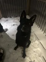 Diesel, a male German Shepherd Dog for sale in Comer, GA – 3 of 5