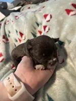 Marco, a male Miniature Schnauzer for sale in Comer, GA – 3 of 3