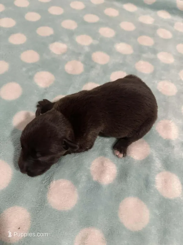 Diesel – Miniature Schnauzer puppy for sale in Comer, GA