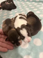 Chloe, a female Miniature Schnauzer for sale in Comer, GA – Photo 2 of 4