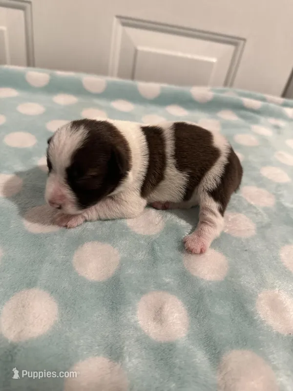 Chloe – Miniature Schnauzer puppy for sale in Comer, GA