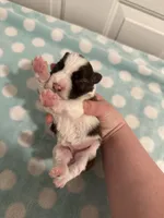 Chloe, a female Miniature Schnauzer for sale in Comer, GA – Photo 3 of 4