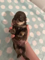 Bella, a female Miniature Schnauzer for sale in Comer, GA – Photo 3 of 3