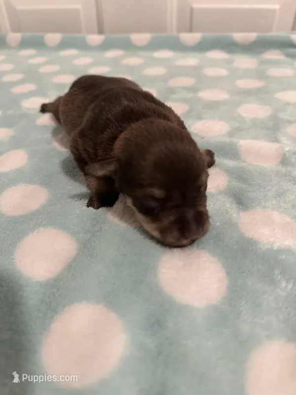 Bella – Miniature Schnauzer puppy for sale in Comer, GA