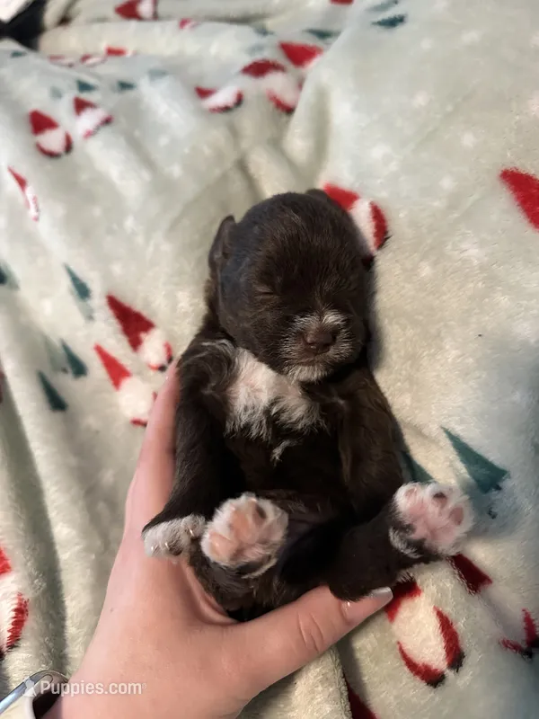 Marco – Miniature Schnauzer puppy for sale in Comer, GA