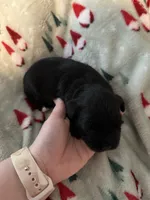 Terri, a female Miniature Schnauzer for sale in Comer, GA – 3 of 3