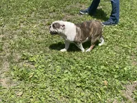 Dale, a female English Bulldog for sale in Stanley, WI – 8 of 8
