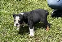Chip, a male English Bulldog for sale in Stanley, WI – 2 of 9
