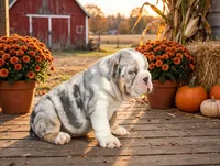 Diesel, a male English Bulldog for sale in Stanley, WI – 3 of 4