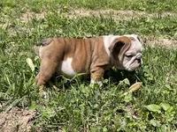 Lily , a female English Bulldog for sale in Stanley, WI – 6 of 8
