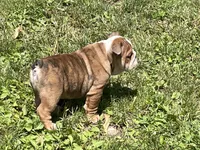 Rocky, a male English Bulldog for sale in Stanley, WI – 4 of 8