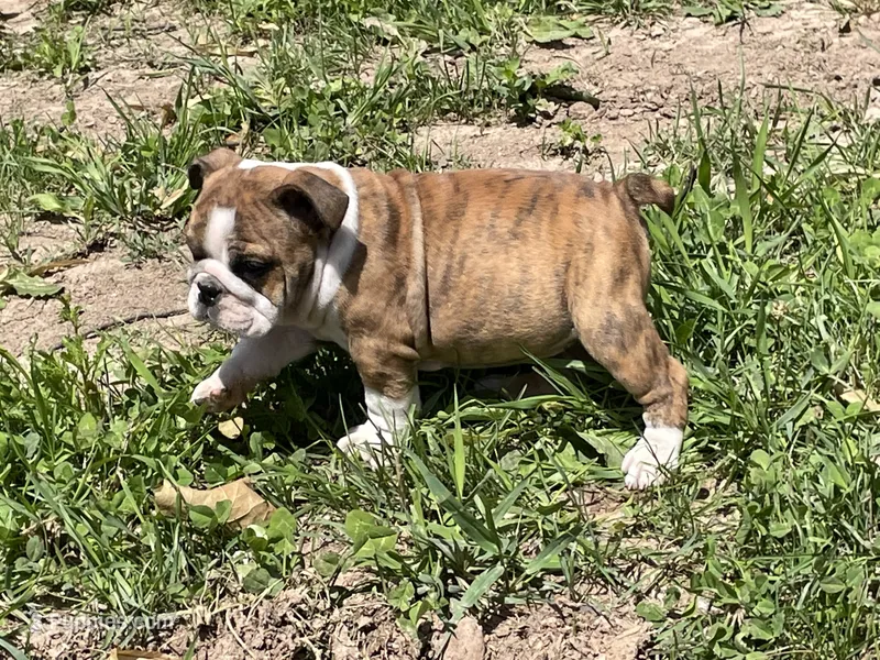 Daisy – English Bulldog puppy for sale in Stanley, WI
