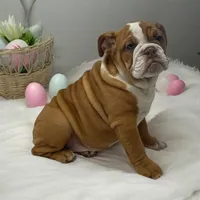 Pearl, a female English Bulldog for sale in Stanley, WI – Photo 1 of 3