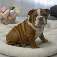 Pearl, a female English Bulldog for sale in Stanley, WI – Photo 3 of 3