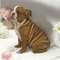 Pearl, a female English Bulldog for sale in Stanley, WI – Photo 2 of 3