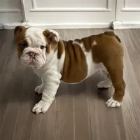 Mya, a female English Bulldog for sale in Stanley, WI – Photo 2 of 4