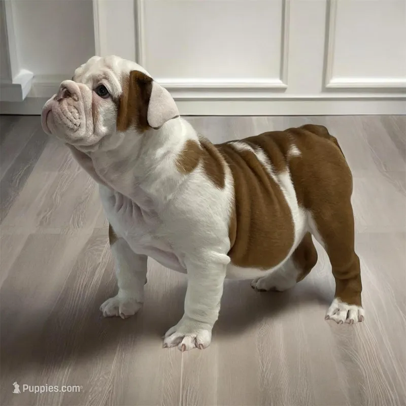 Mya – English Bulldog puppy for sale in Stanley, WI