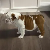 Mya, a female English Bulldog for sale in Stanley, WI – Photo 4 of 4