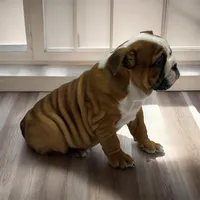 Kody, a male English Bulldog for sale in Stanley, WI – Photo 2 of 4