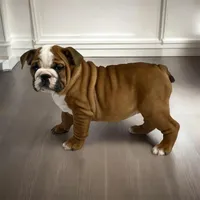 Kody, a male English Bulldog for sale in Stanley, WI – Photo 4 of 4