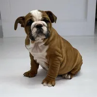 Kody, a male English Bulldog for sale in Stanley, WI – Photo 3 of 4