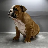 Kody, a male English Bulldog for sale in Stanley, WI – Photo 1 of 4