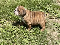 Blossom , a female English Bulldog for sale in Stanley, WI – 5 of 7