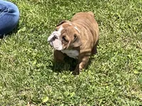 Blossom , a female English Bulldog for sale in Stanley, WI – 2 of 7