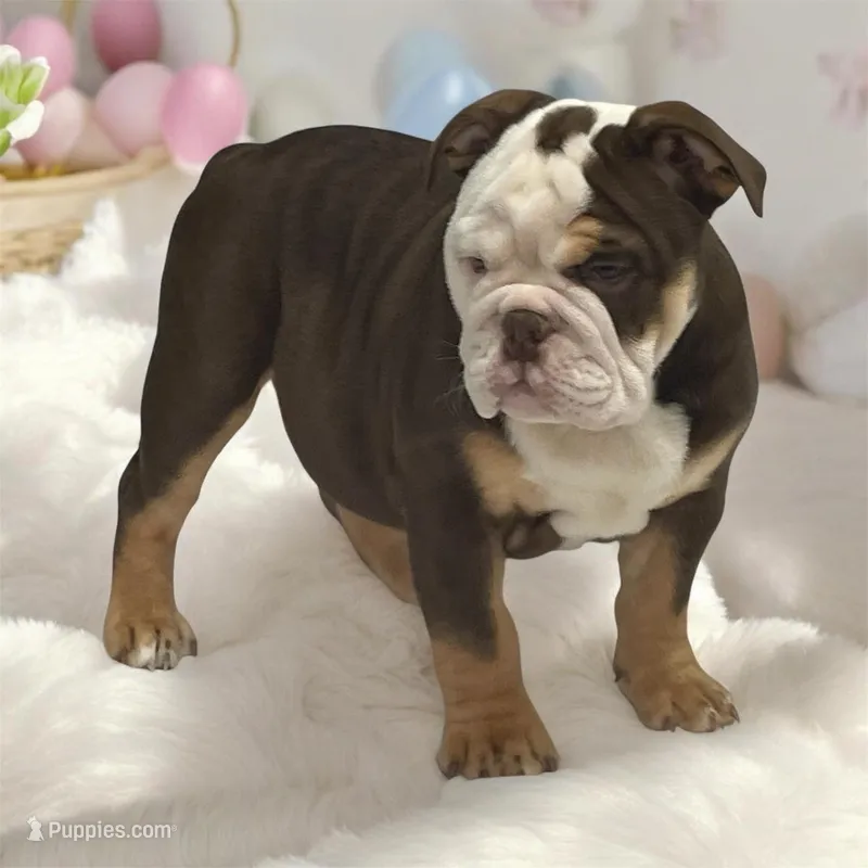 Darcy – English Bulldog puppy for sale in Stanley, WI