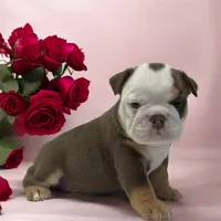 Darcy, a female English Bulldog for sale in Stanley, WI – Photo 1 of 3