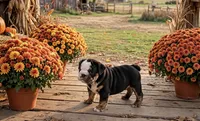 Duke, a male English Bulldog for sale in Stanley, WI – 3 of 4