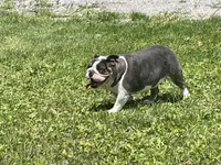 Chip, a male English Bulldog for sale in Stanley, WI – 7 of 9