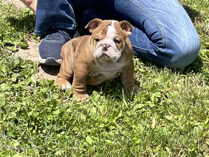 Rocky – English Bulldog puppy for sale in Stanley, WI