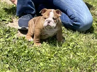 Rocky, a male English Bulldog for sale in Stanley, WI – 3 of 8