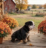 Duke, a male English Bulldog for sale in Stanley, WI – 4 of 4