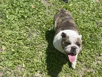 Rocky, a male English Bulldog for sale in Stanley, WI – 7 of 8