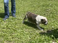 Lily , a female English Bulldog for sale in Stanley, WI – 7 of 8